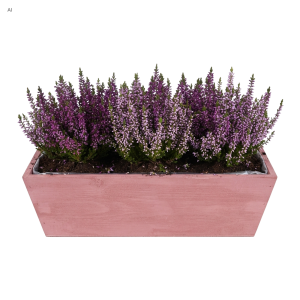 Różowa drewniana skrzynka 30x12x10 cm wypełniona gęstymi fioletowymi wrzosami na czystym białym tle