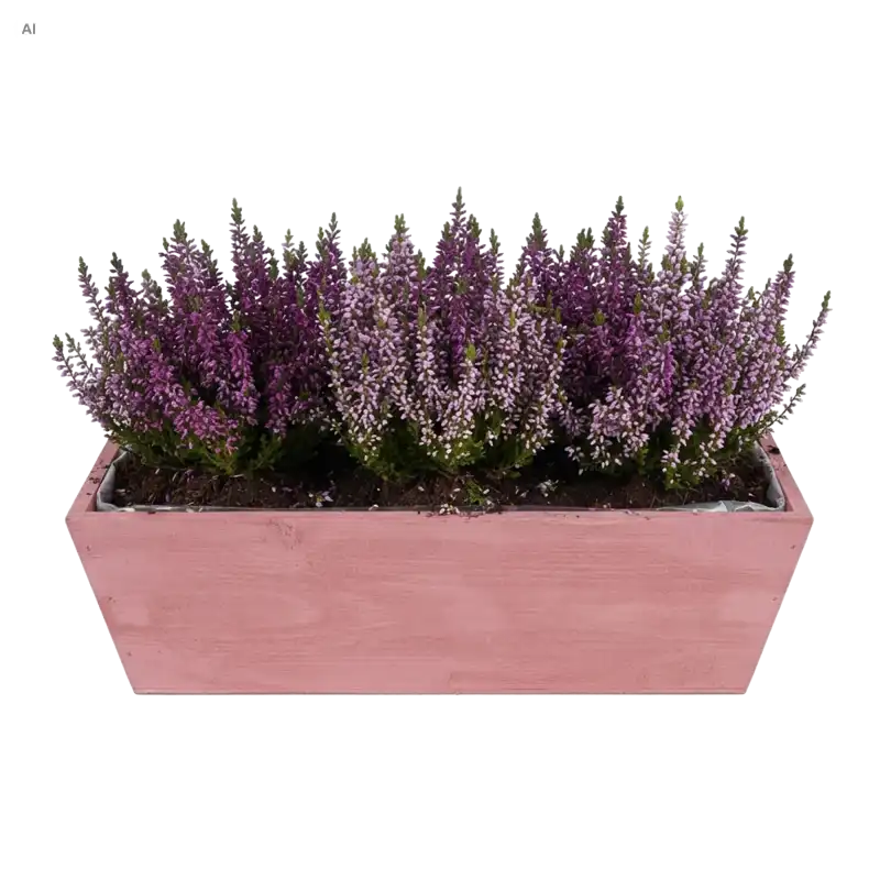 Różowa drewniana skrzynka 30x12x10 cm wypełniona gęstymi fioletowymi wrzosami na czystym białym tle