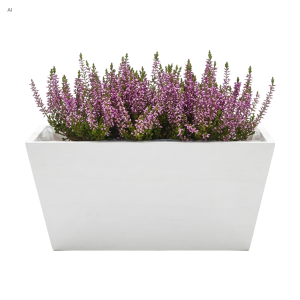 Biała drewniana skrzynka na kwiaty 20x12 cm wypełniona gęstymi fioletowymi kwiatami wrzosu na białym tle.