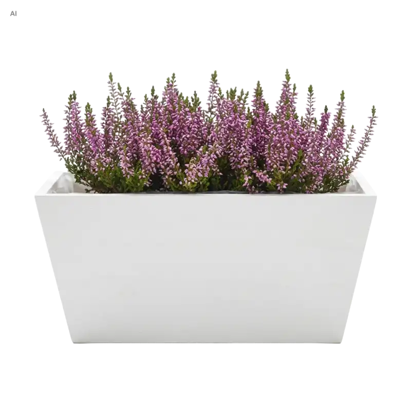 Biała drewniana skrzynka na kwiaty 20x12 cm wypełniona gęstymi fioletowymi kwiatami wrzosu na białym tle.
