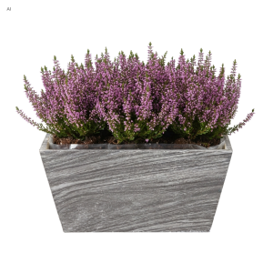 Szara drewniana skrzynka na kwiaty 20x12x10 cm z gęstą kompozycją fioletowych wrzosów na jednolitym białym tle.