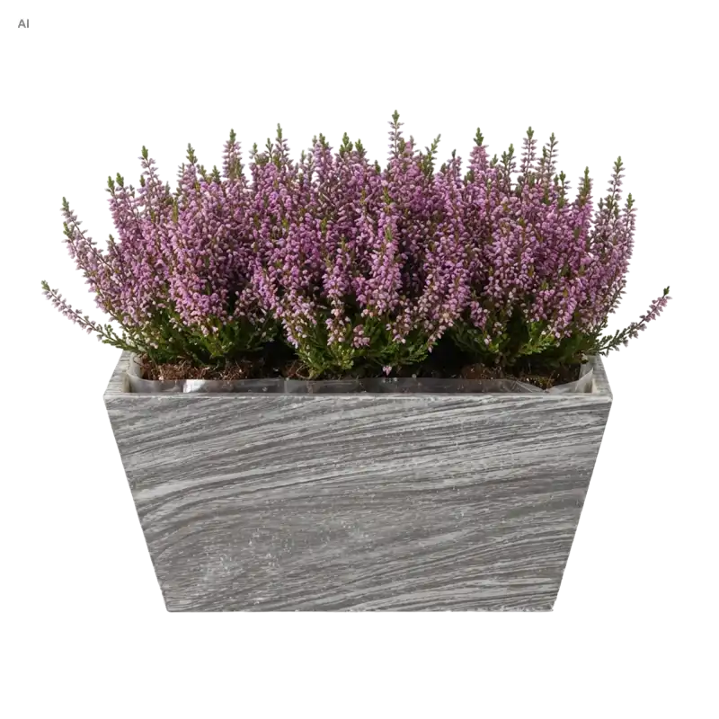 Szara drewniana skrzynka na kwiaty 20x12x10 cm z gęstą kompozycją fioletowych wrzosów na jednolitym białym tle.