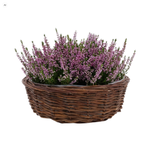 Okrągła brązowa osłonka wiklinowa z folią rozmiar L 35 cm wypełniona wrzosem na białym tle
