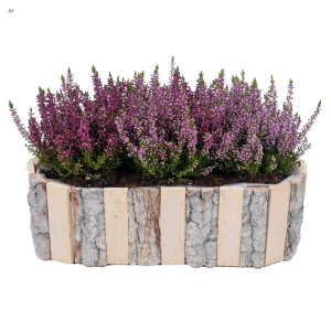 Owalna drewniana osłonka z korą 35 cm wypełniona wrzosami