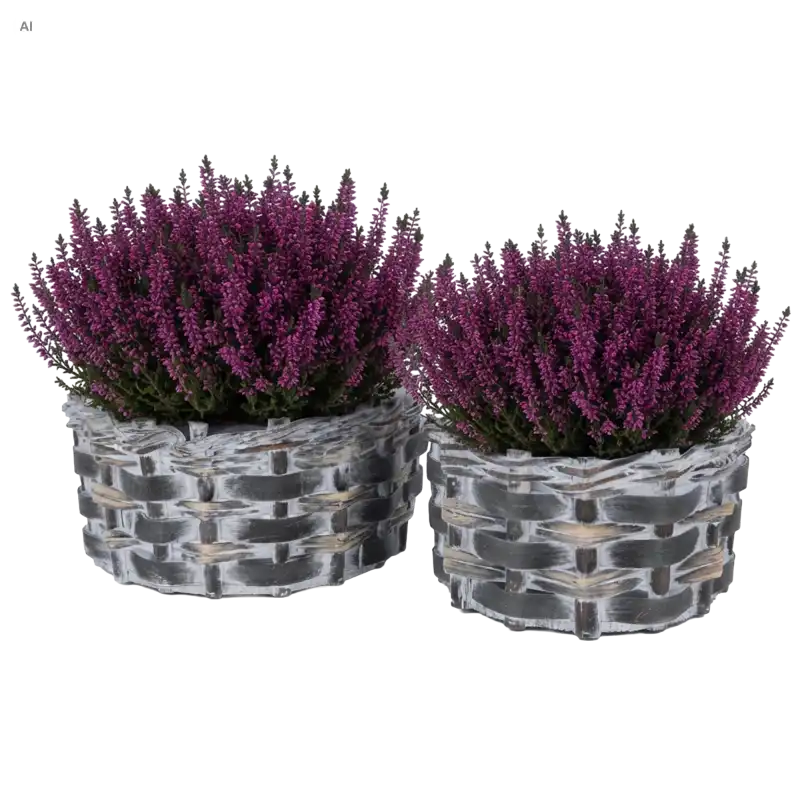 Komplet dwóch ciemnych, okrągłych osłonek wiklinowych z drewnianego materiału z posadzonymi fioletowymi wrzosami, obejmujący rozmiar L 26 cm oraz M 22 cm.